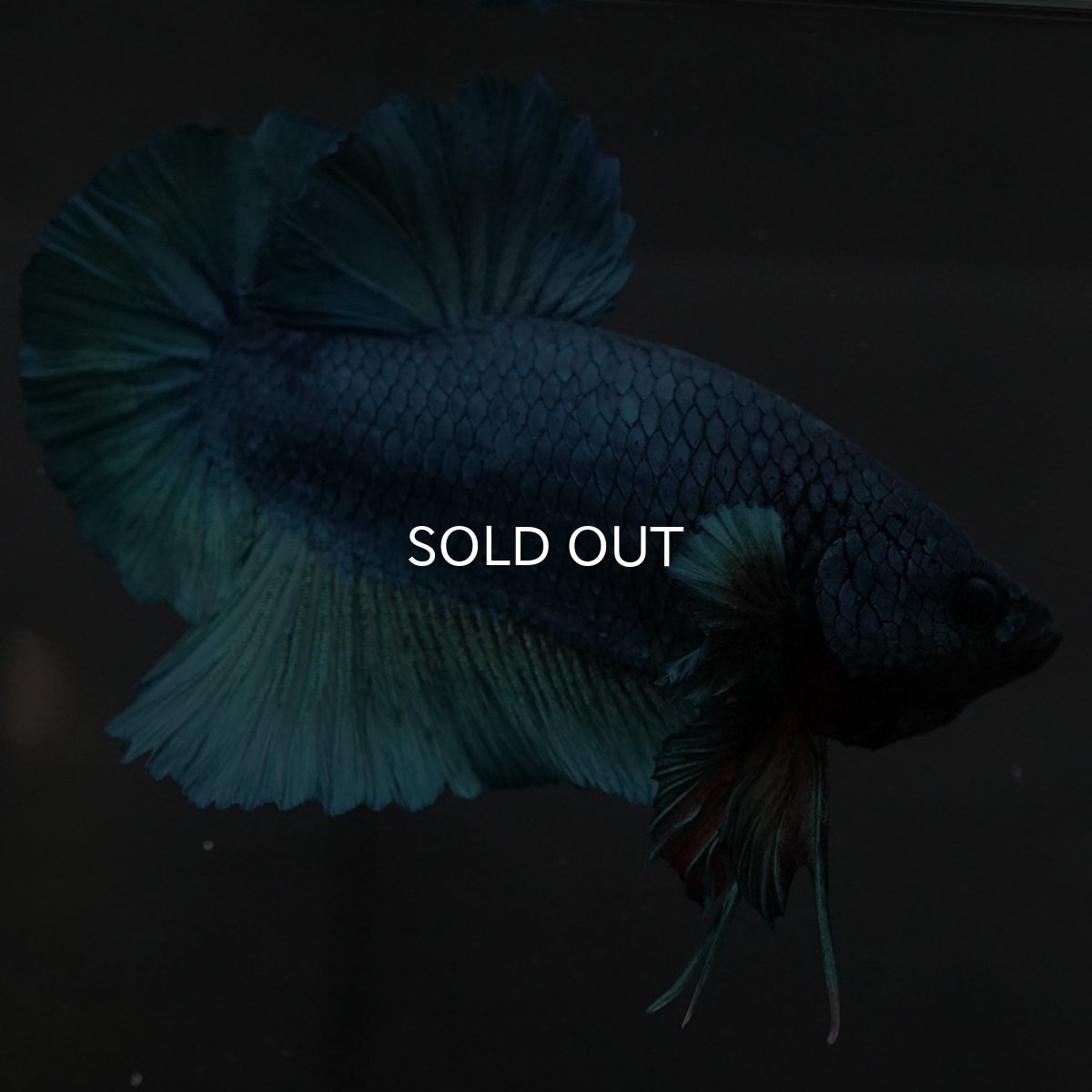 画像7: GHMPK ソリッドブルー (7)