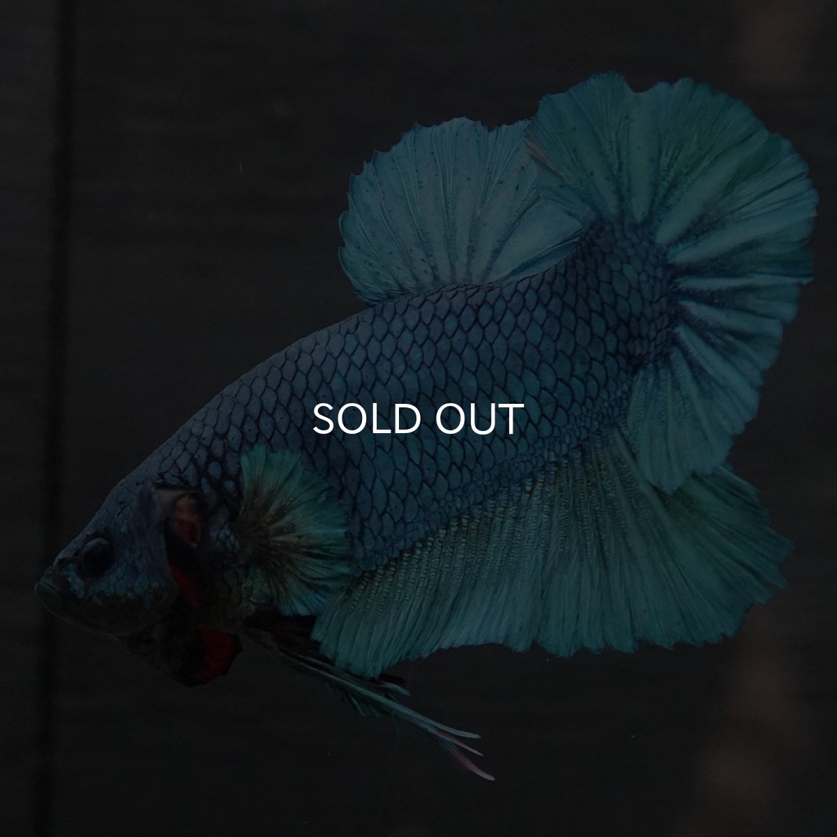 画像5: GHMPK ソリッドブルー (5)