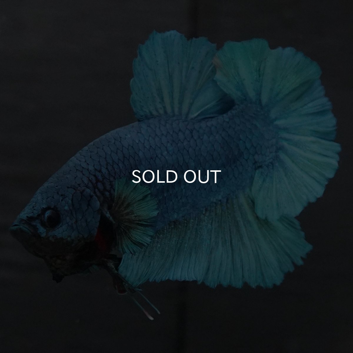 画像9: GHMPK ソリッドブルー (9)