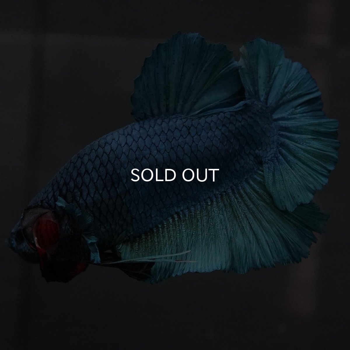 画像8: GHMPK ソリッドブルー (8)