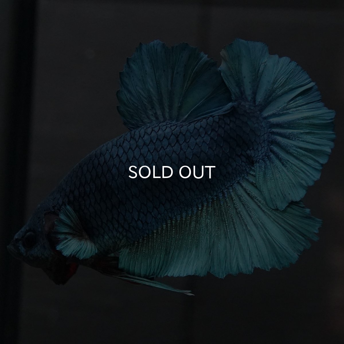 画像2: GHMPK ソリッドブルー (2)