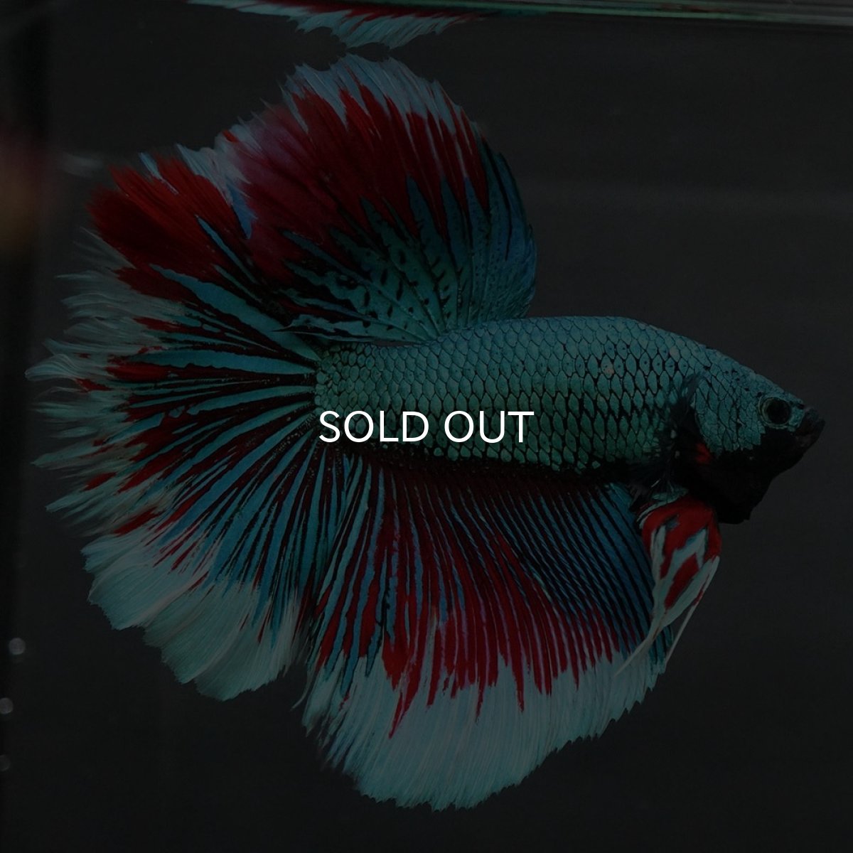 画像6: GHM　ファンシーグリーン　ローズテール (6)