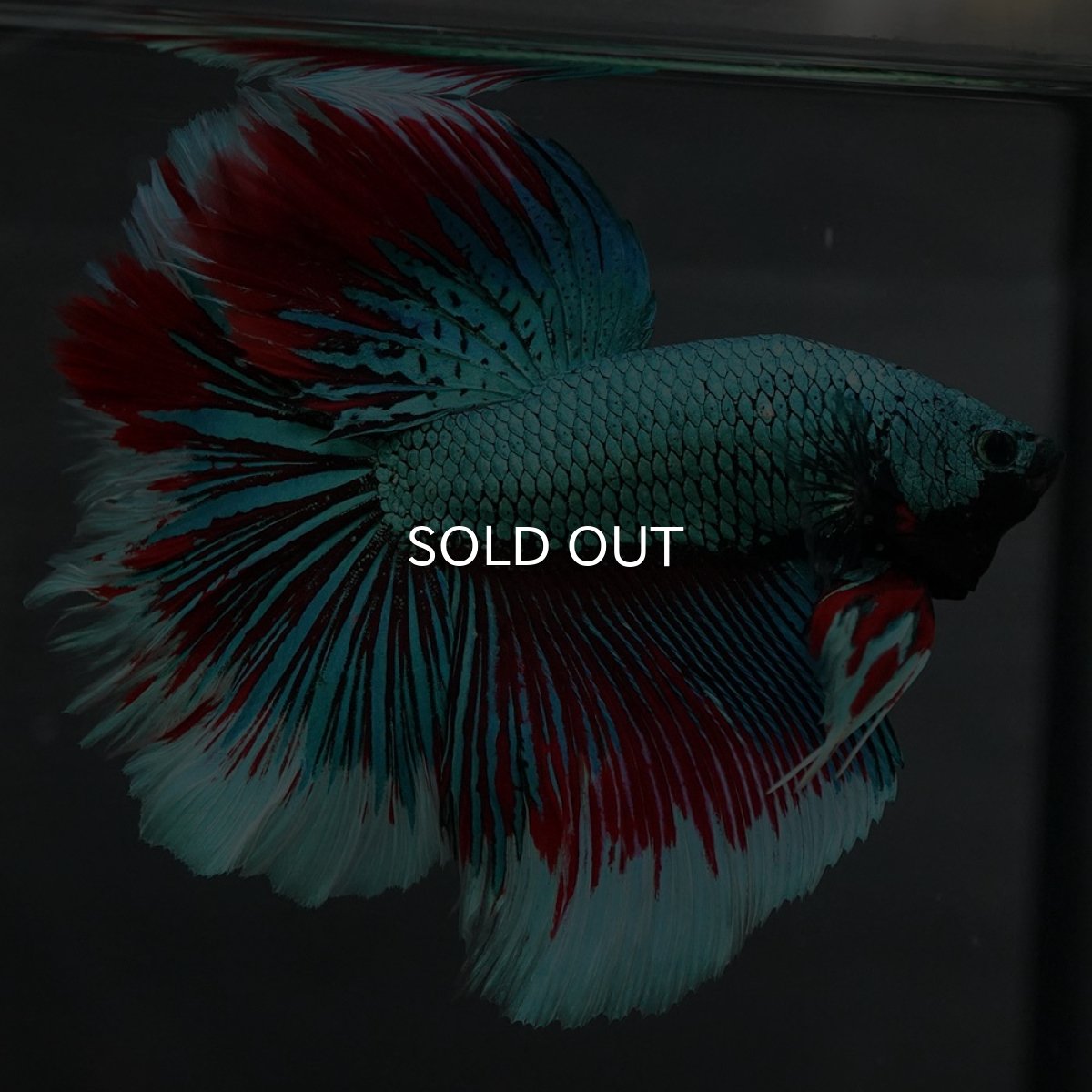 画像10: GHM　ファンシーグリーン　ローズテール (10)