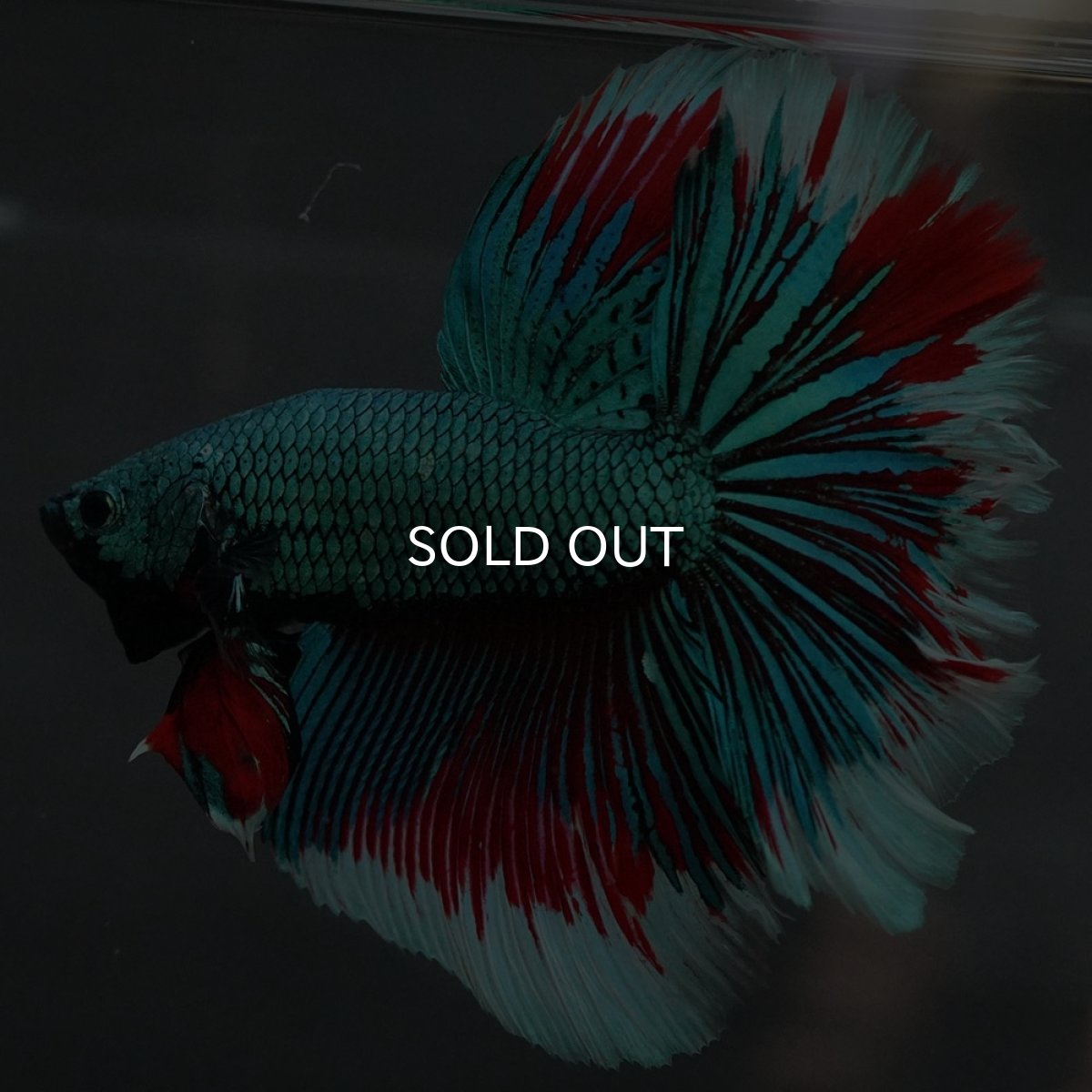 画像9: GHM　ファンシーグリーン　ローズテール (9)