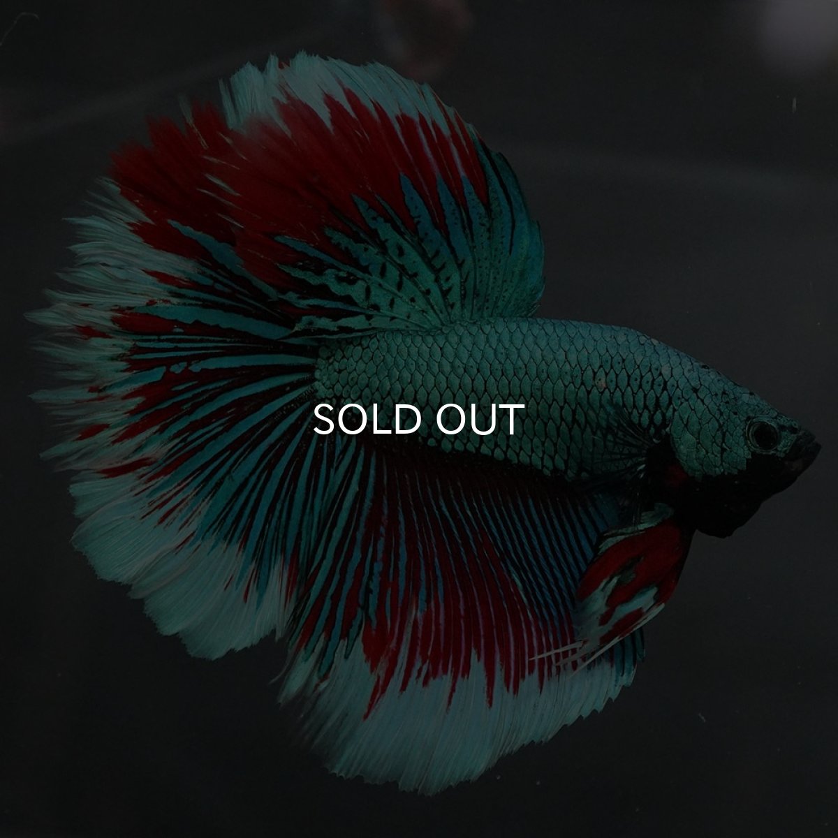 画像4: GHM　ファンシーグリーン　ローズテール (4)