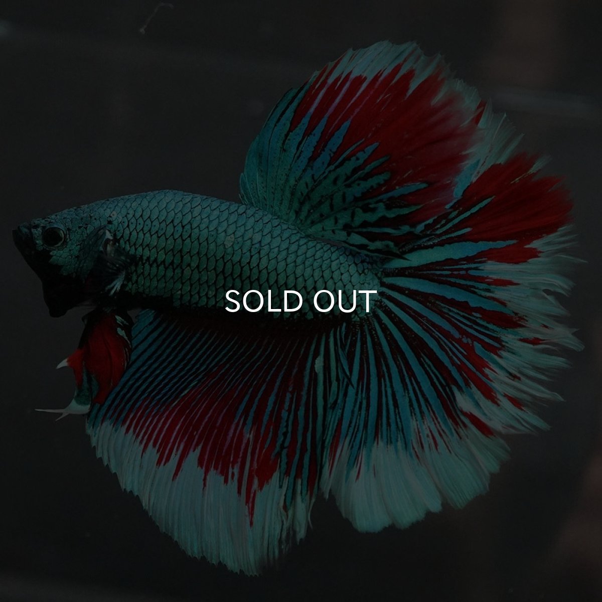 画像2: GHM　ファンシーグリーン　ローズテール (2)