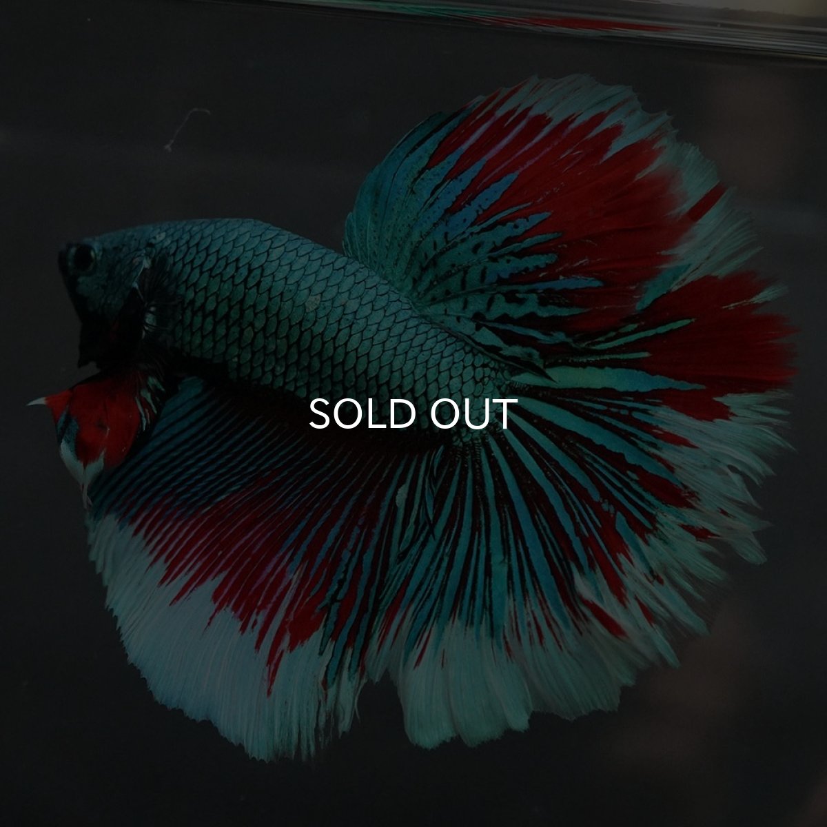 画像5: GHM　ファンシーグリーン　ローズテール (5)