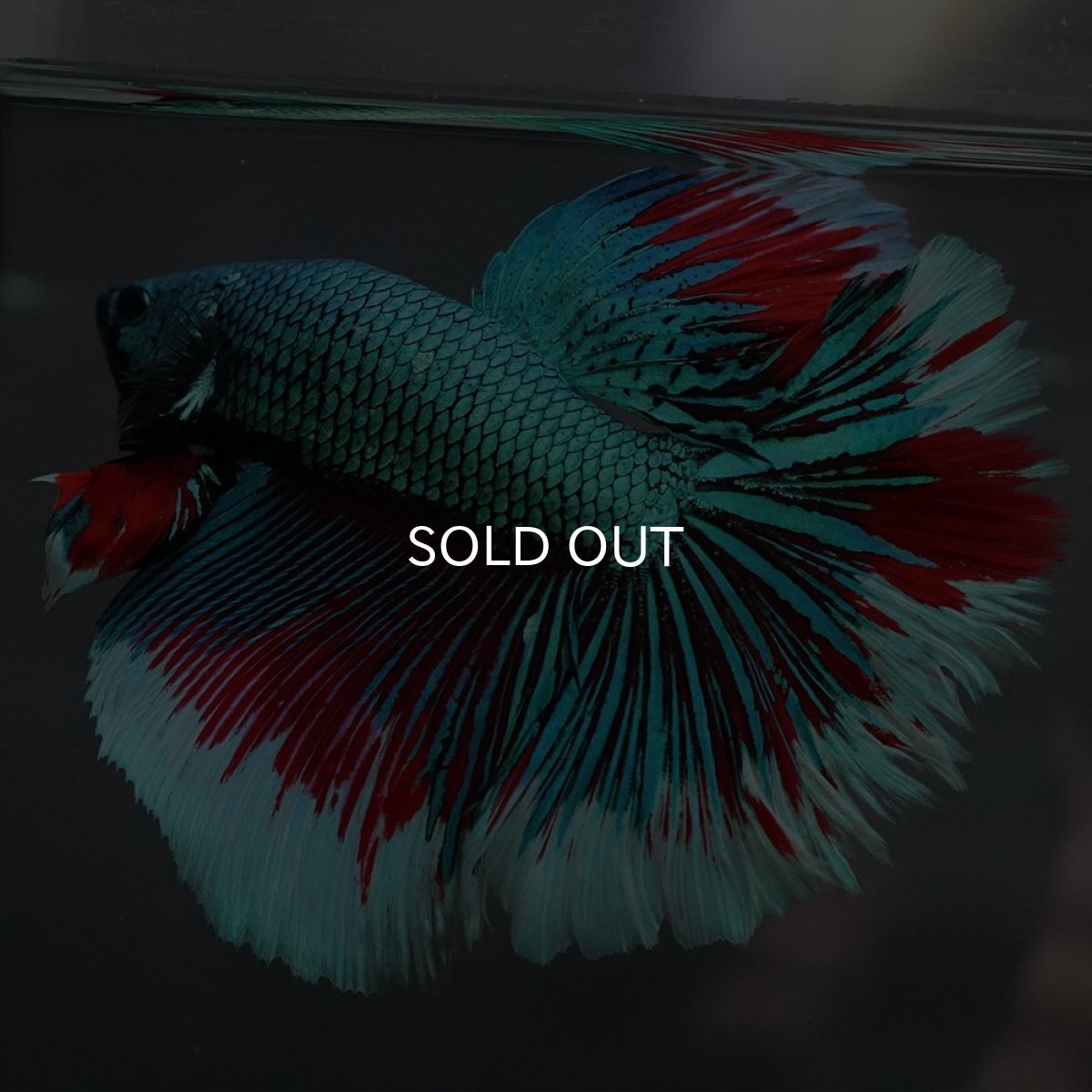 画像7: GHM　ファンシーグリーン　ローズテール (7)