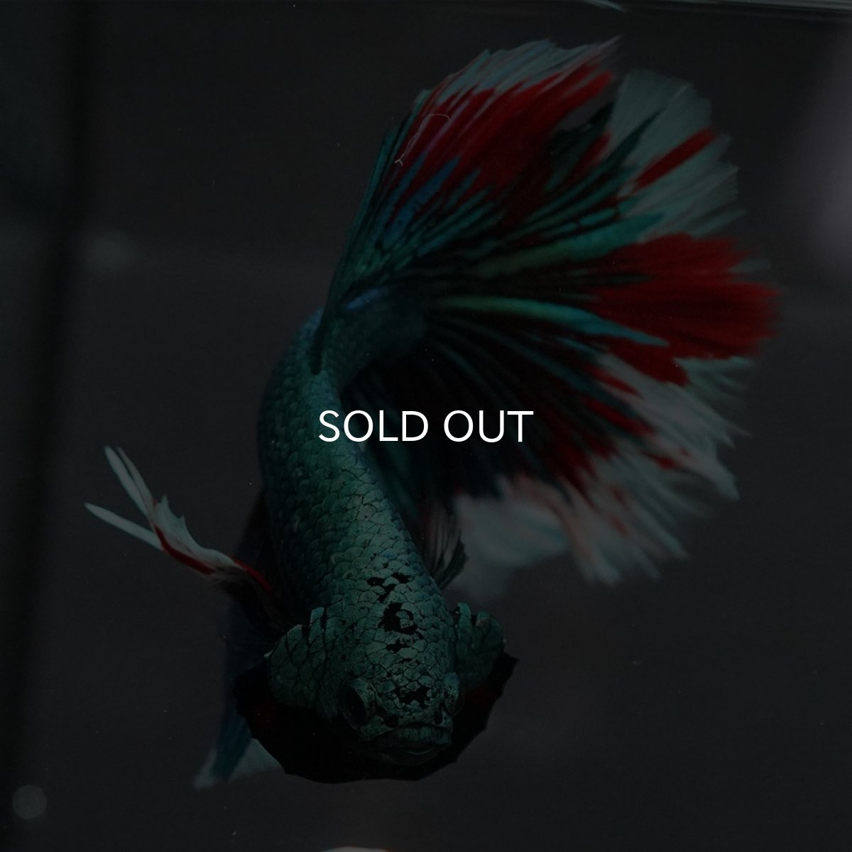 画像3: GHM　ファンシーグリーン　ローズテール (3)