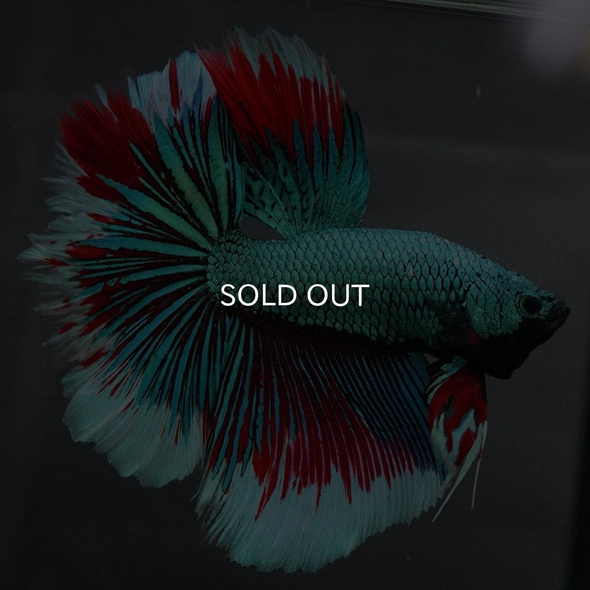 画像8: GHM　ファンシーグリーン　ローズテール (8)