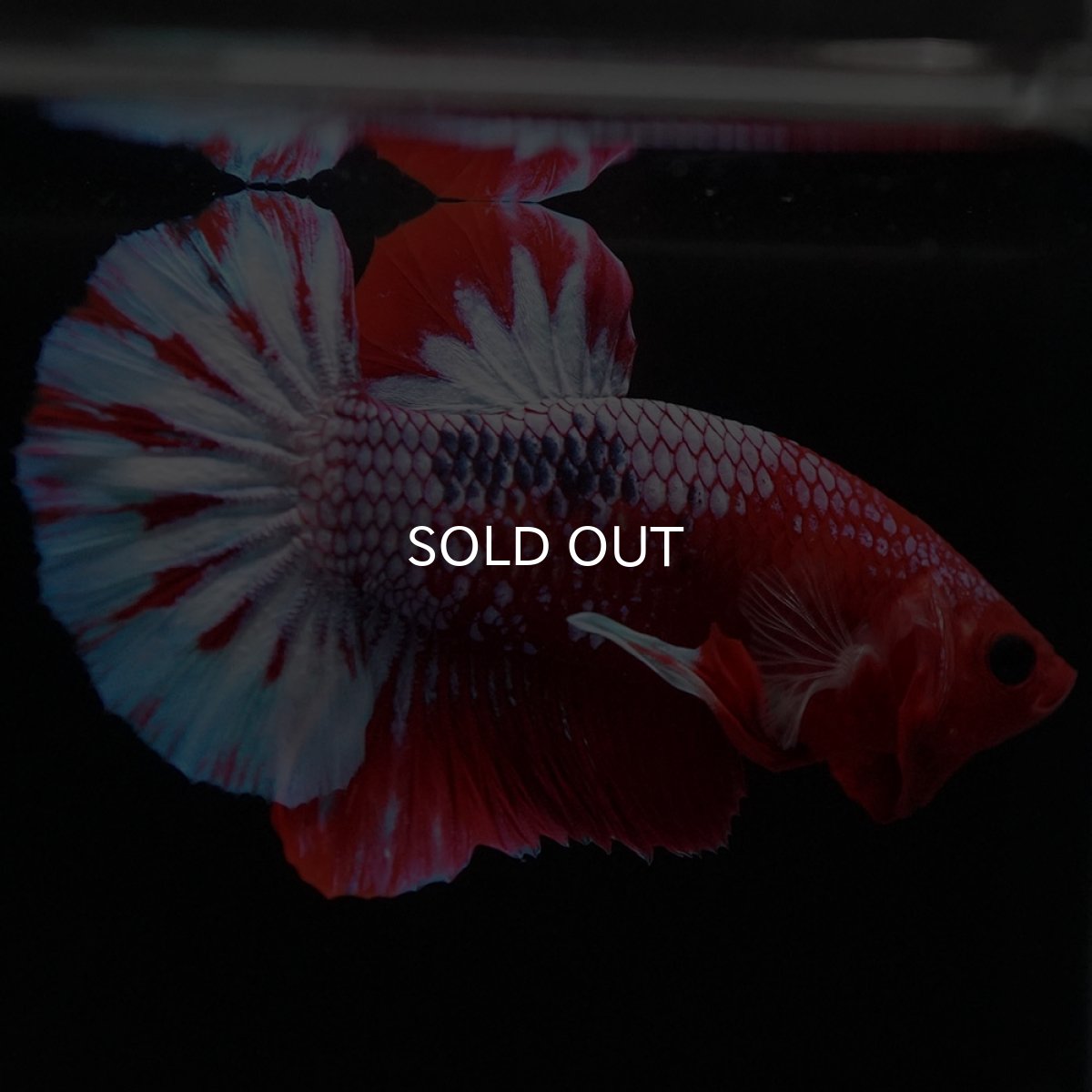 画像4: HMPK ヘルボーイ (4)