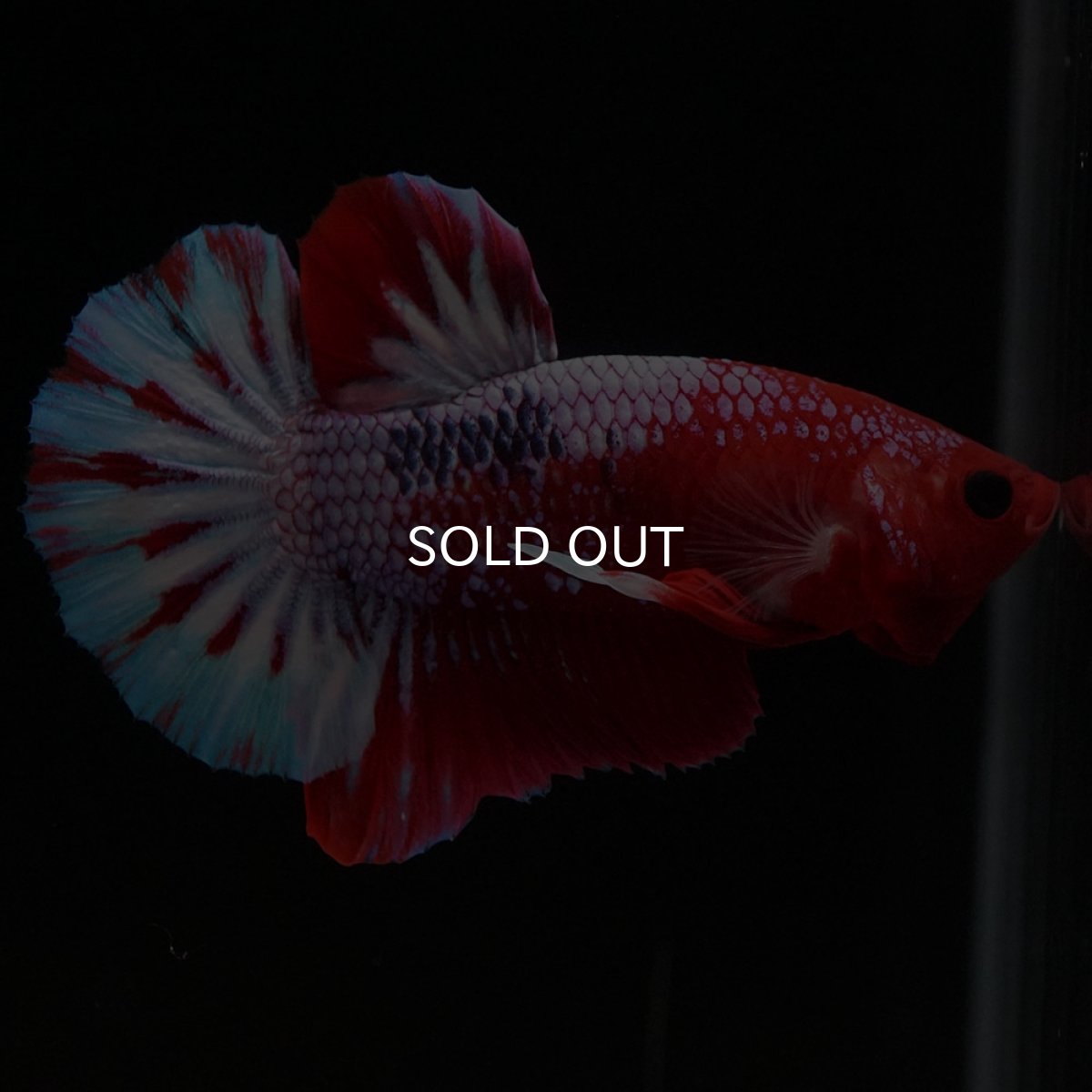 画像6: HMPK ヘルボーイ (6)