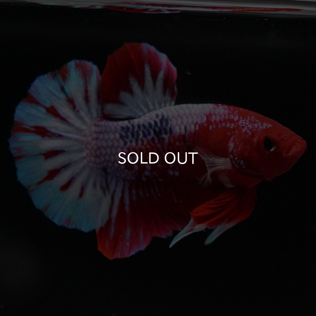 画像2: HMPK ヘルボーイ (2)