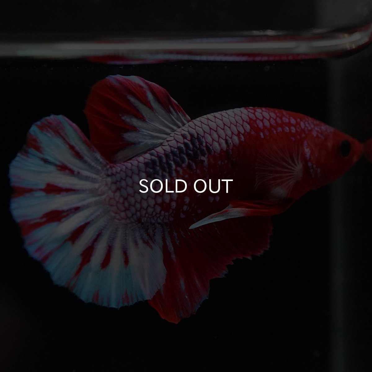 画像5: HMPK ヘルボーイ (5)