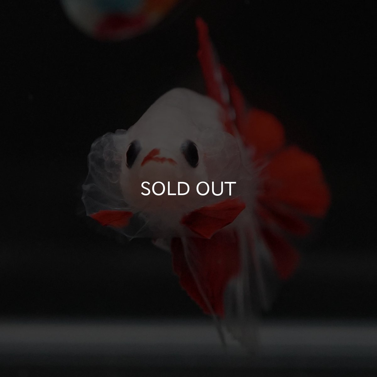 画像3: HMPK　紅白 (3)