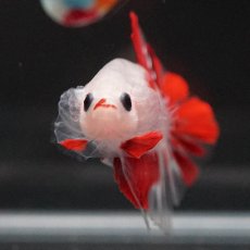 画像3: HMPK　紅白 (3)