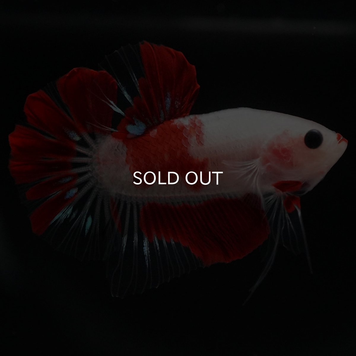 画像2: HMPK　紅白 (2)