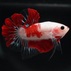 画像2: HMPK　紅白 (2)