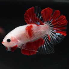 画像1: HMPK　紅白 (1)