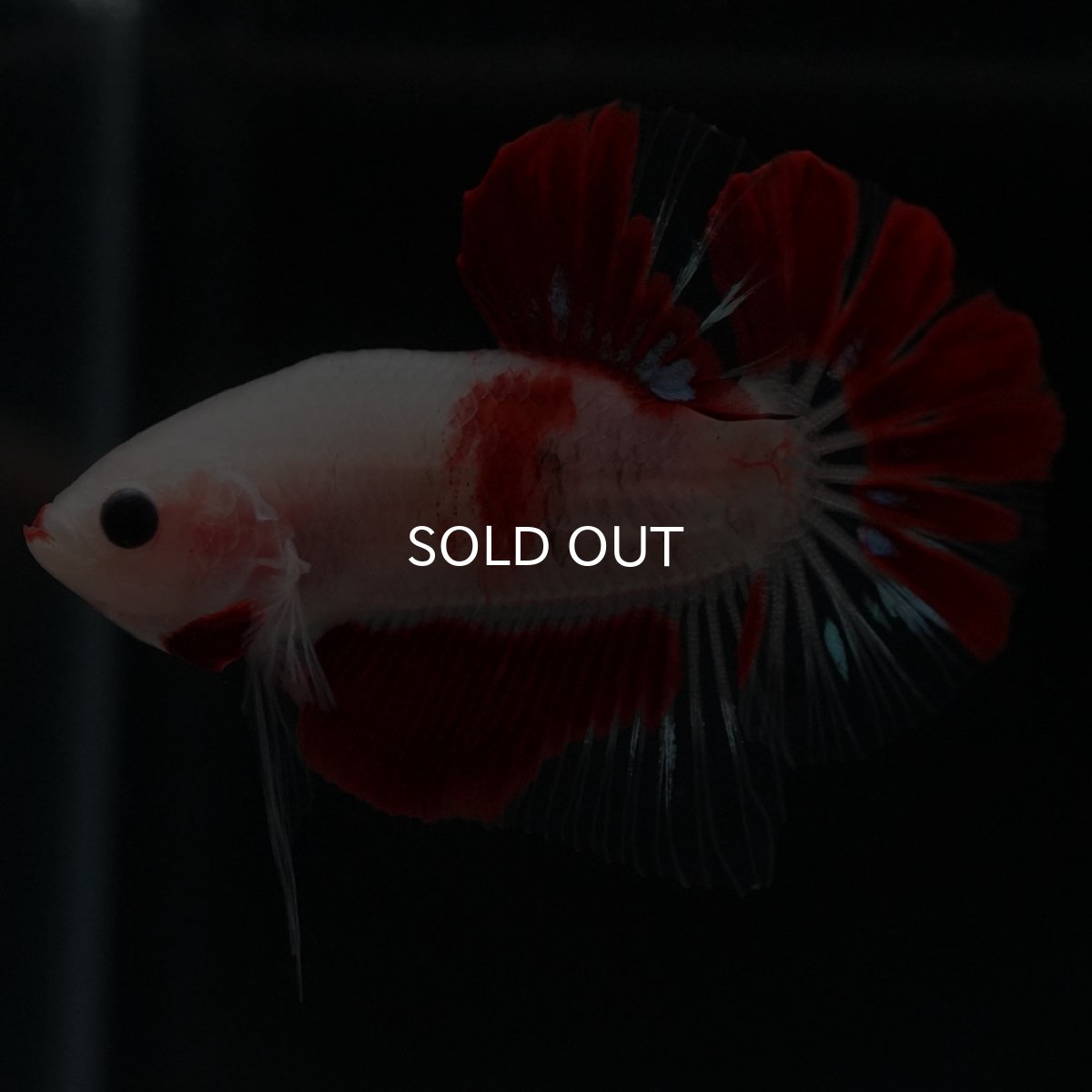 画像5: HMPK　紅白 (5)