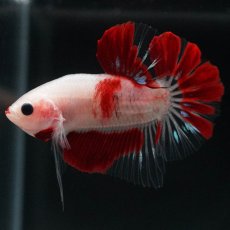 画像5: HMPK　紅白 (5)