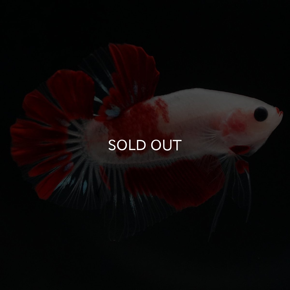 画像6: HMPK　紅白 (6)