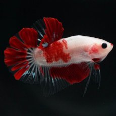 画像6: HMPK　紅白 (6)