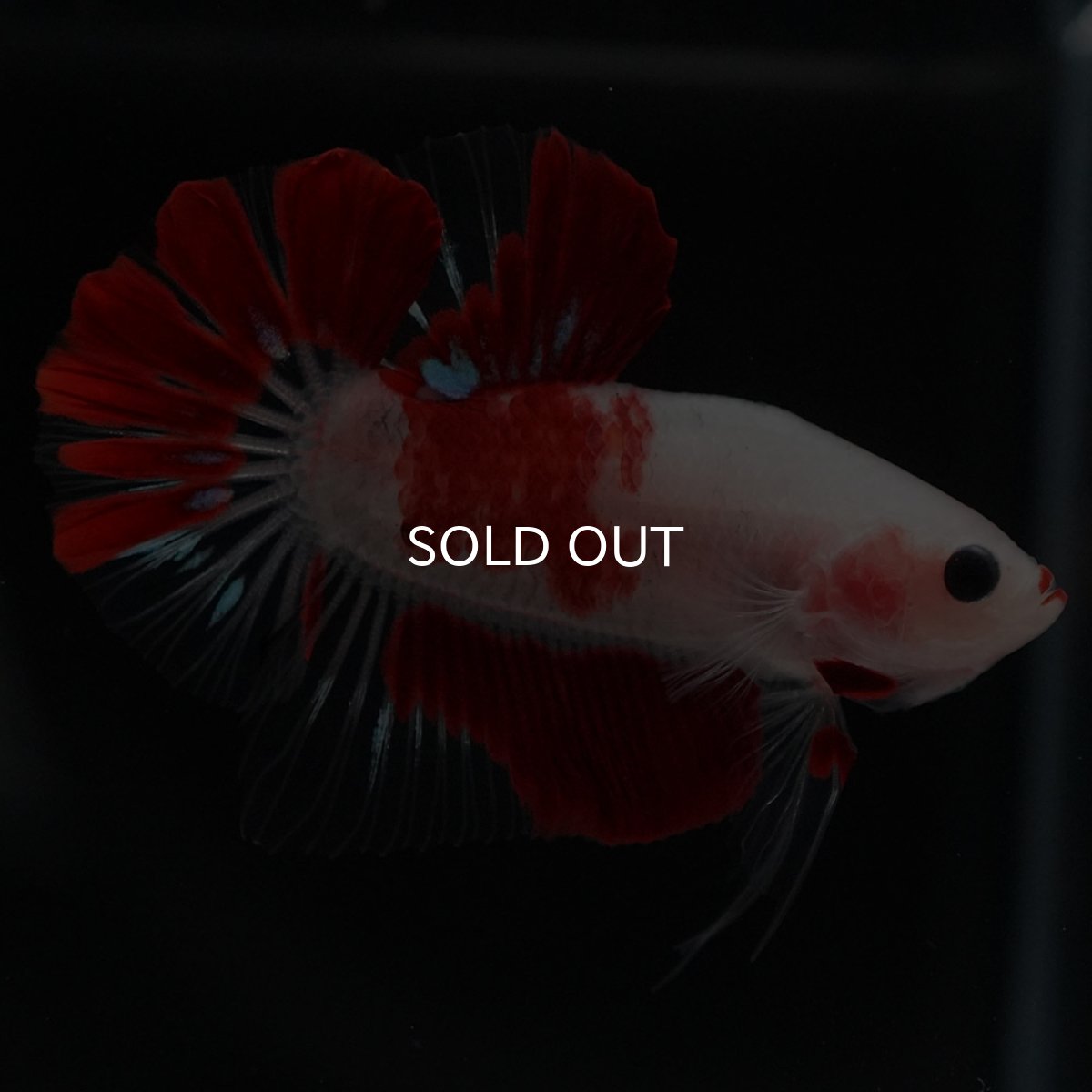 画像4: HMPK　紅白 (4)