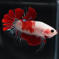 画像4: HMPK　紅白 (4)
