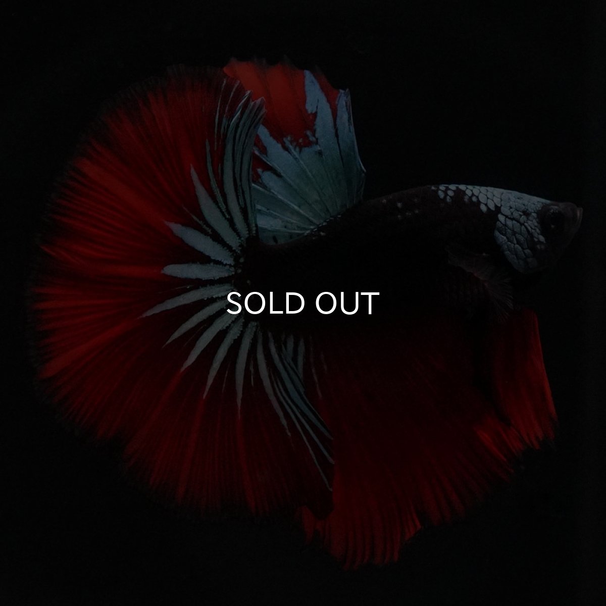 画像5: HM　ブラックスター (5)