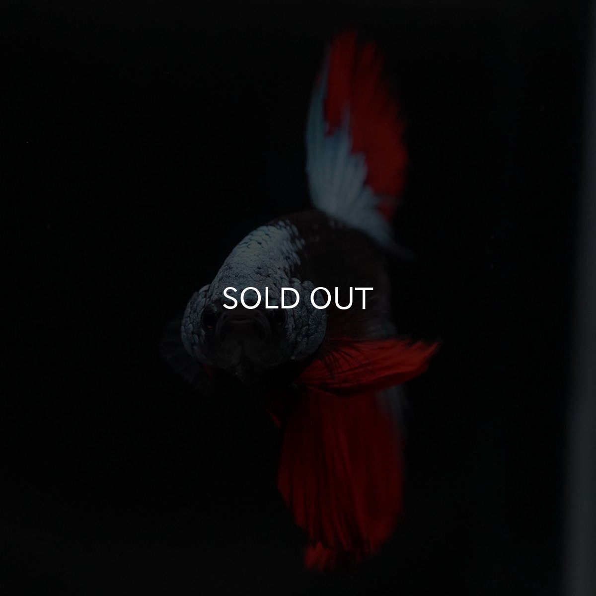 画像3: HM　ブラックスター (3)