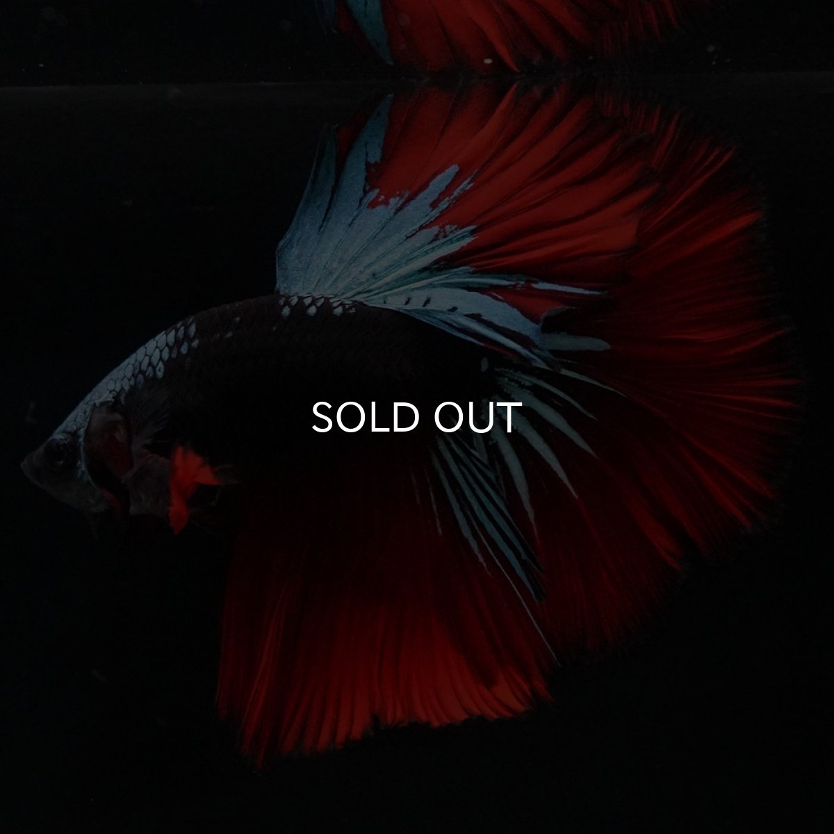 画像12: HM　ブラックスター (12)