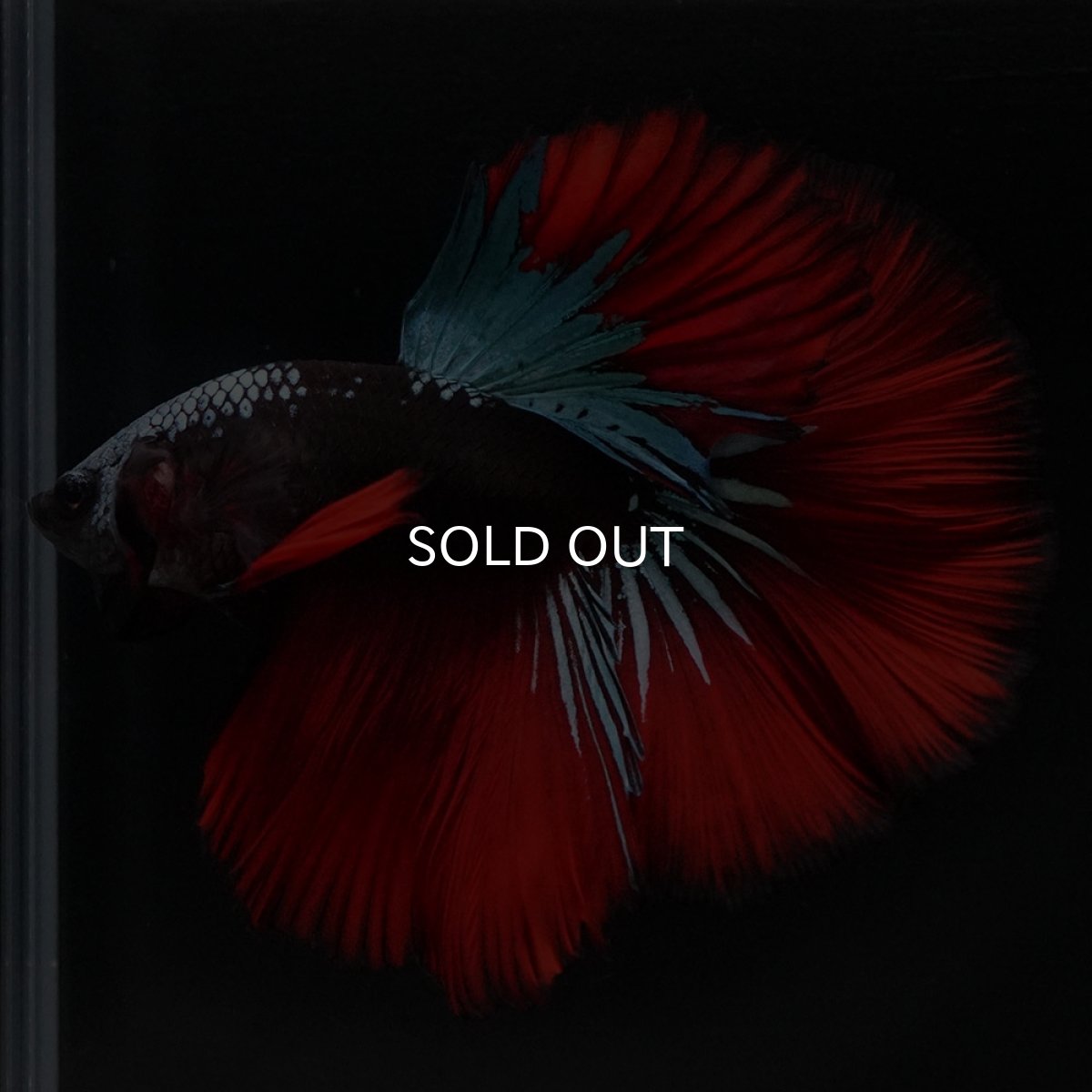 画像6: HM　ブラックスター (6)