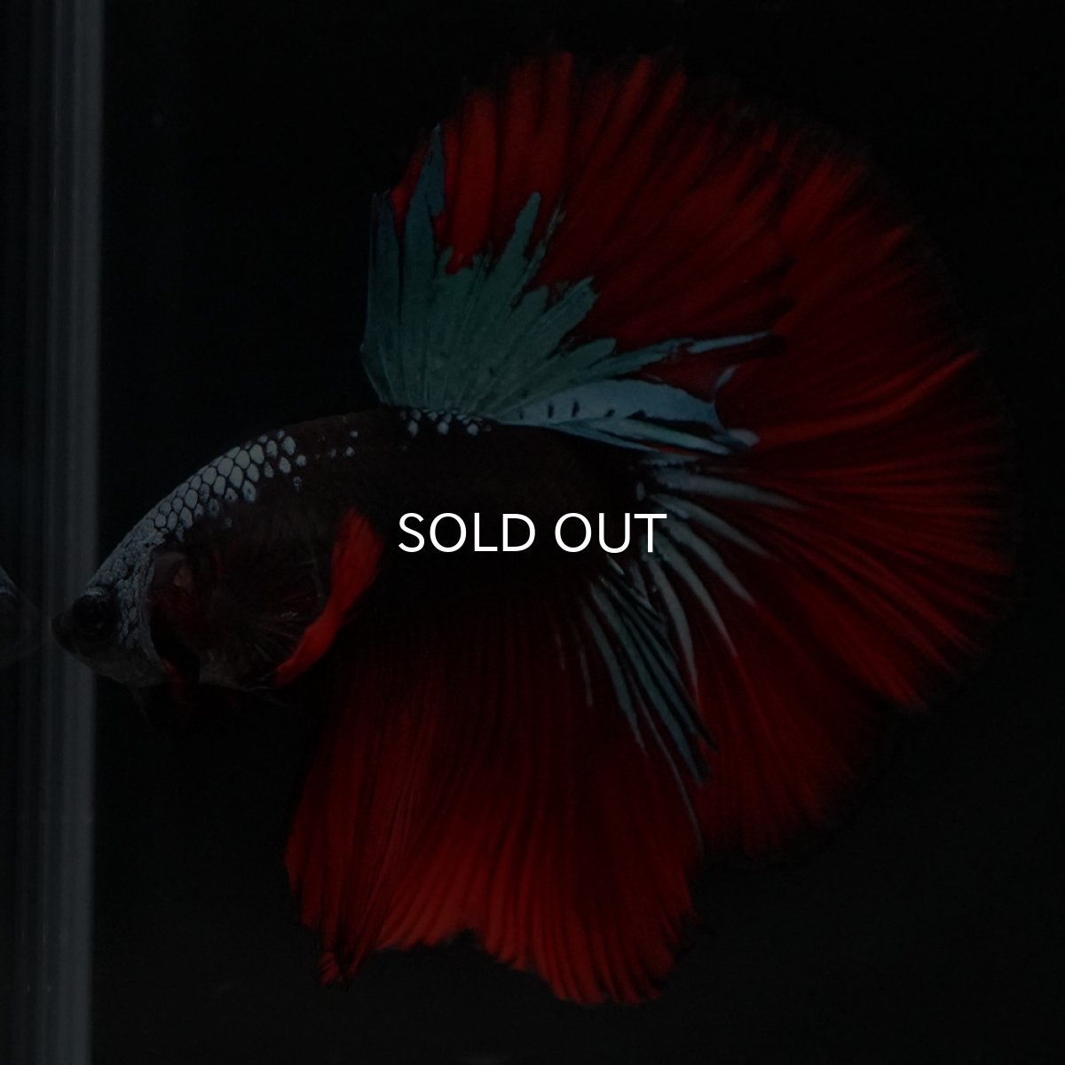 画像10: HM　ブラックスター (10)