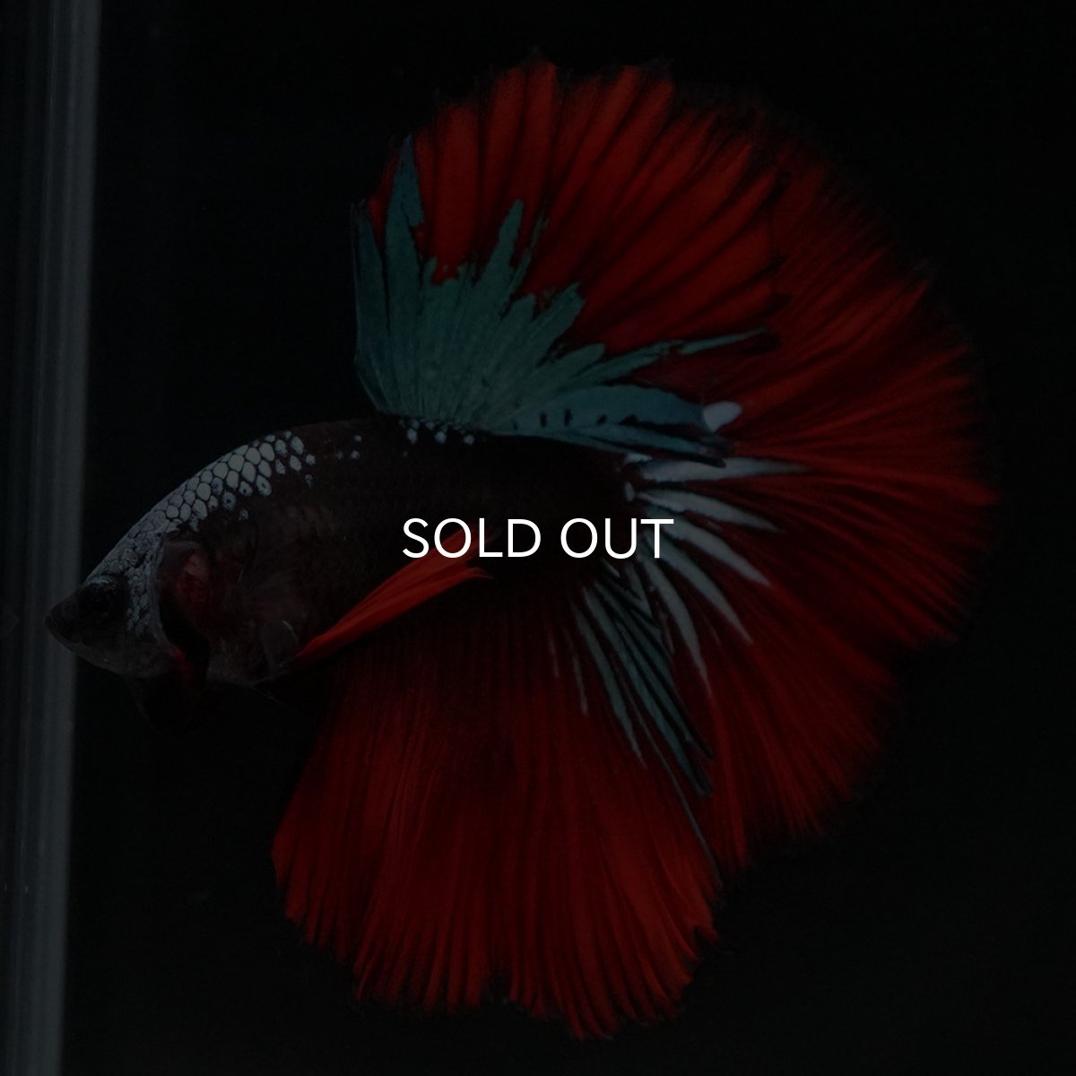 画像8: HM　ブラックスター (8)