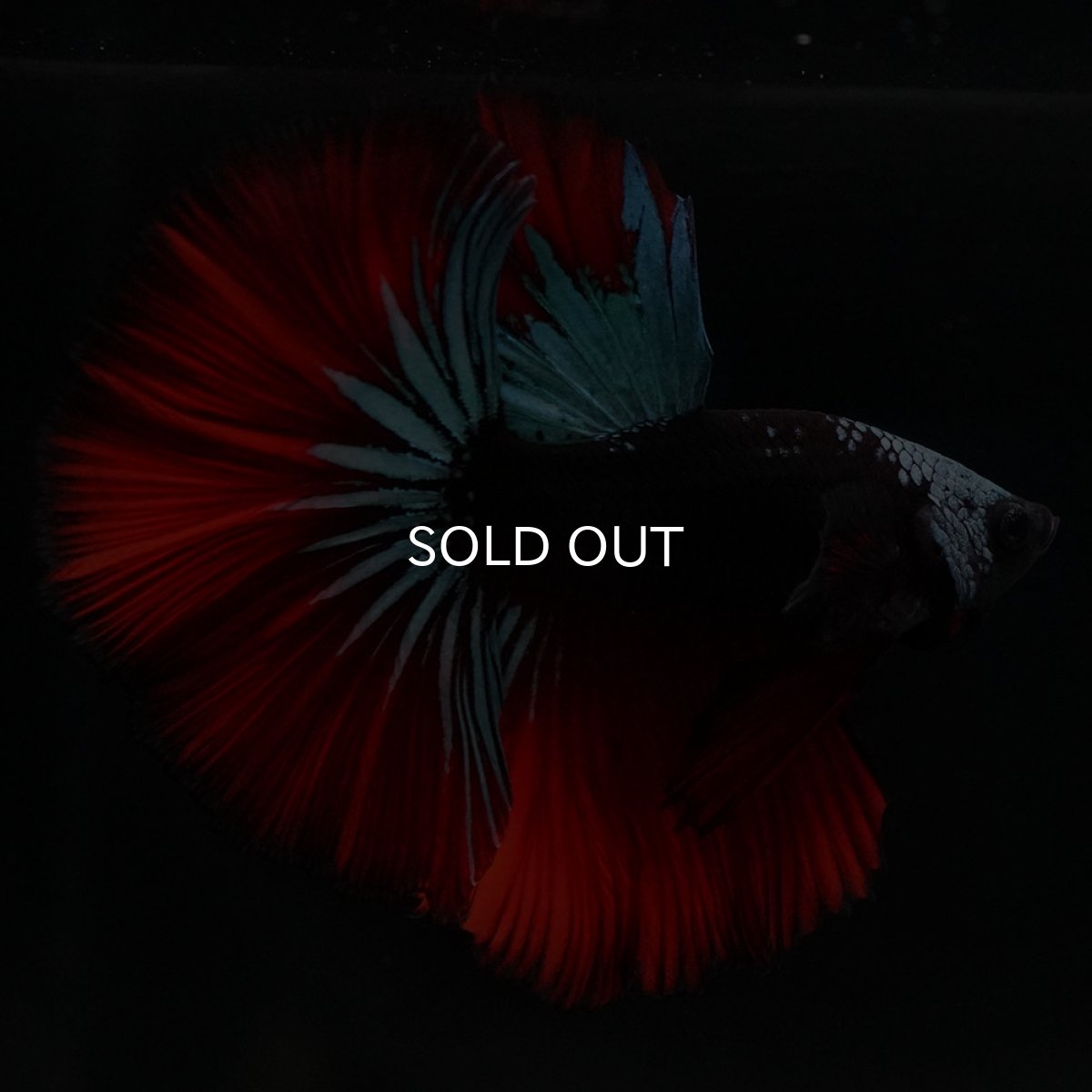 画像14: HM　ブラックスター (14)