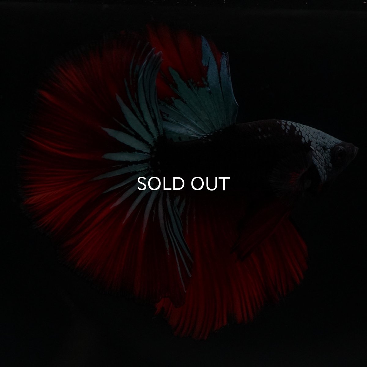 画像13: HM　ブラックスター (13)