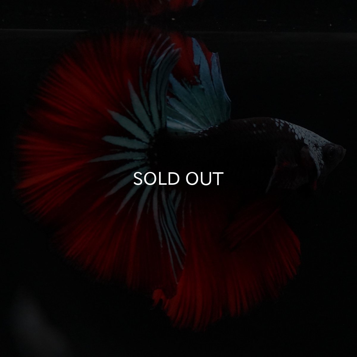 画像11: HM　ブラックスター (11)