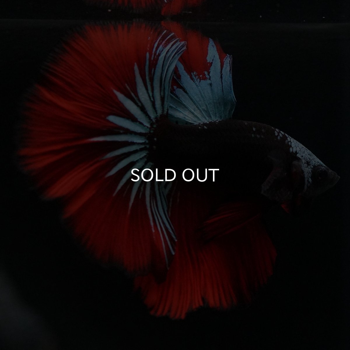 画像9: HM　ブラックスター (9)