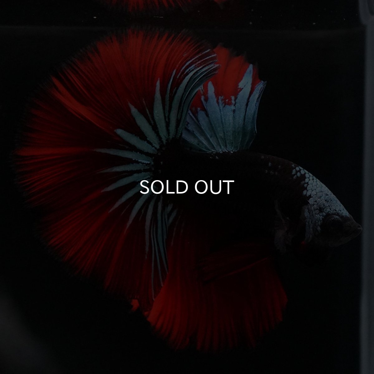 画像7: HM　ブラックスター (7)