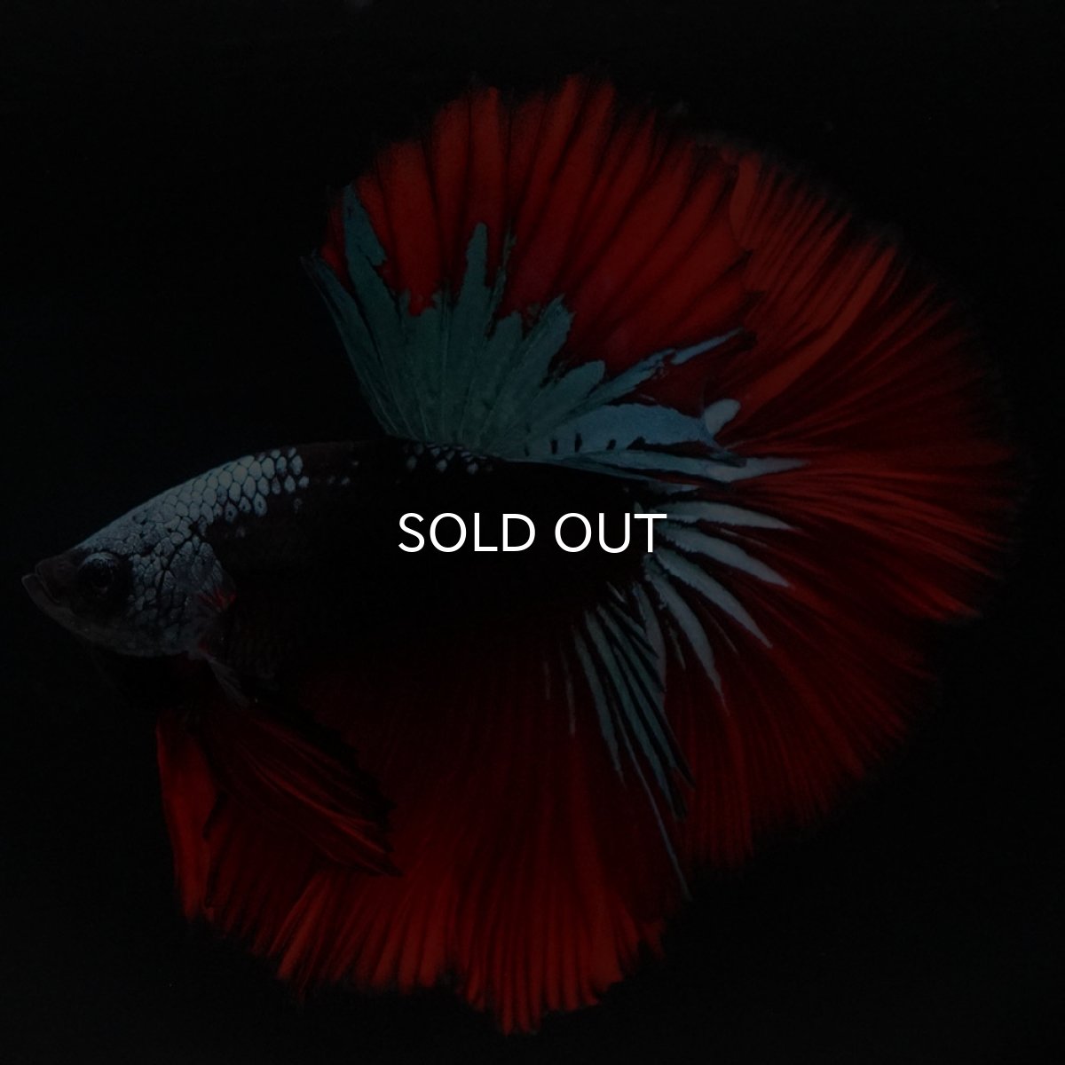 画像4: HM　ブラックスター (4)