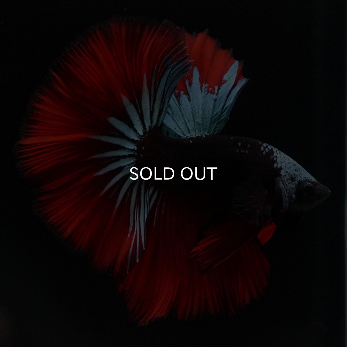 画像2: HM　ブラックスター (2)