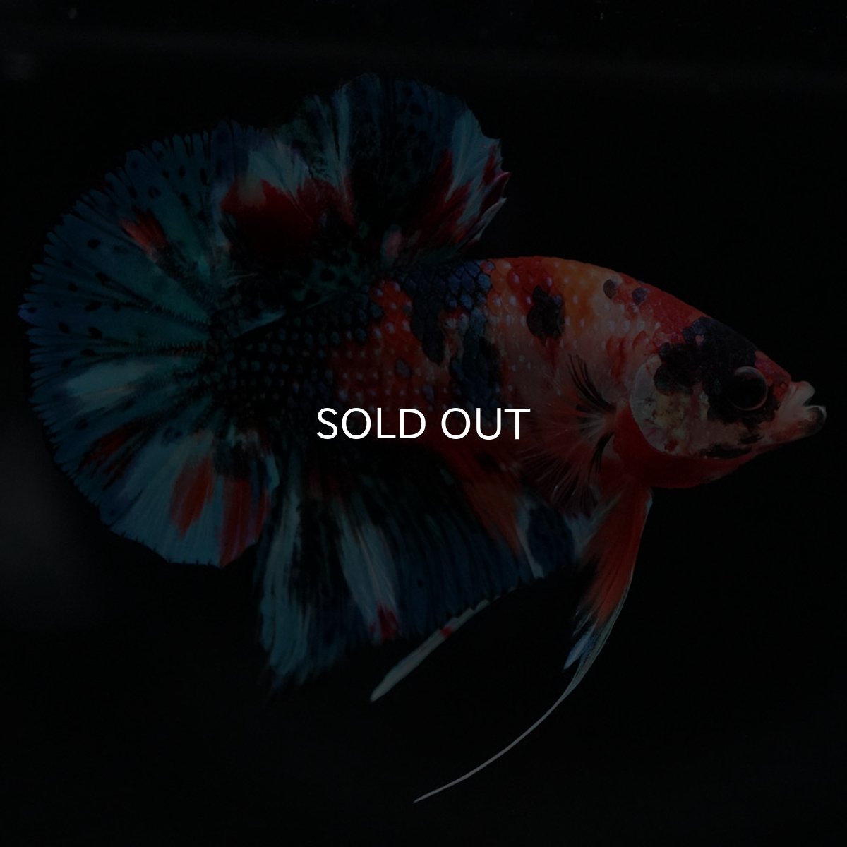 画像8: HMPK キャンディギャラクシー (8)