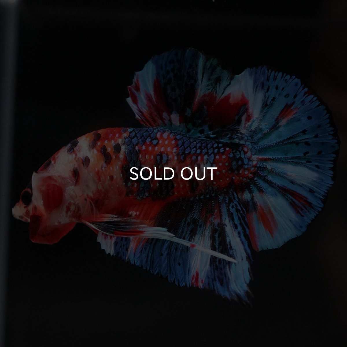 画像9: HMPK キャンディギャラクシー (9)