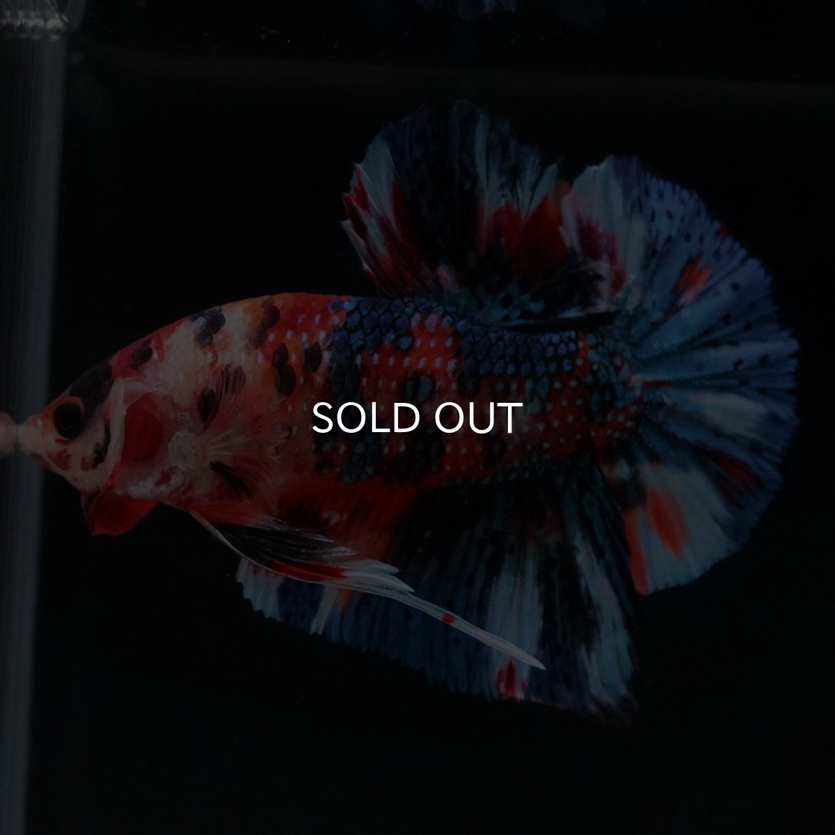 画像7: HMPK キャンディギャラクシー (7)