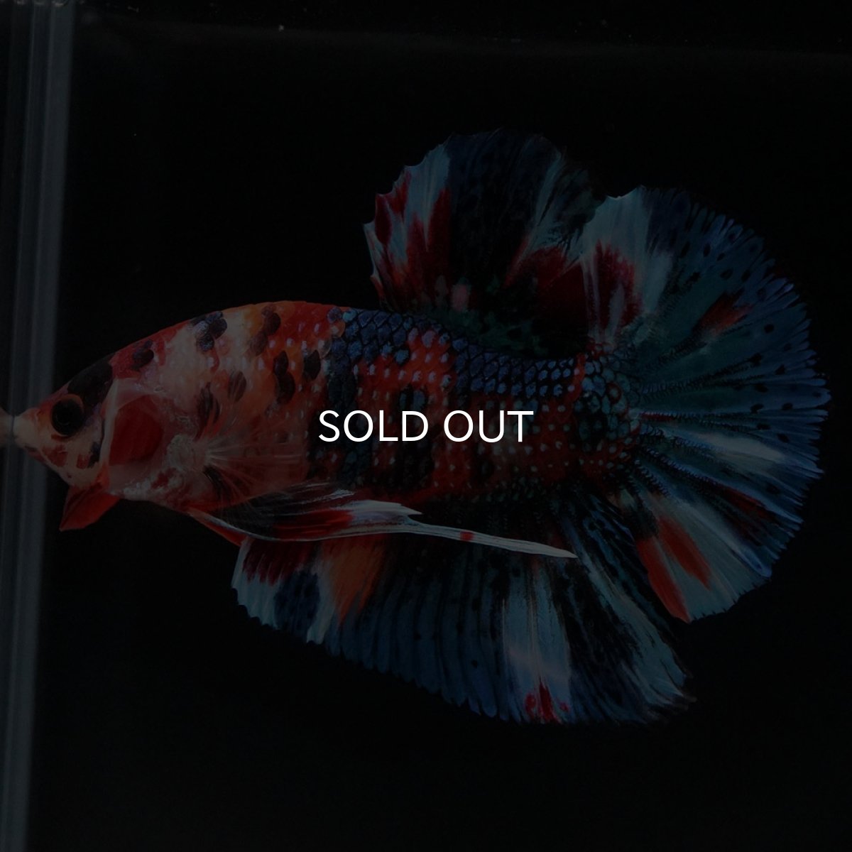 画像4: HMPK キャンディギャラクシー (4)