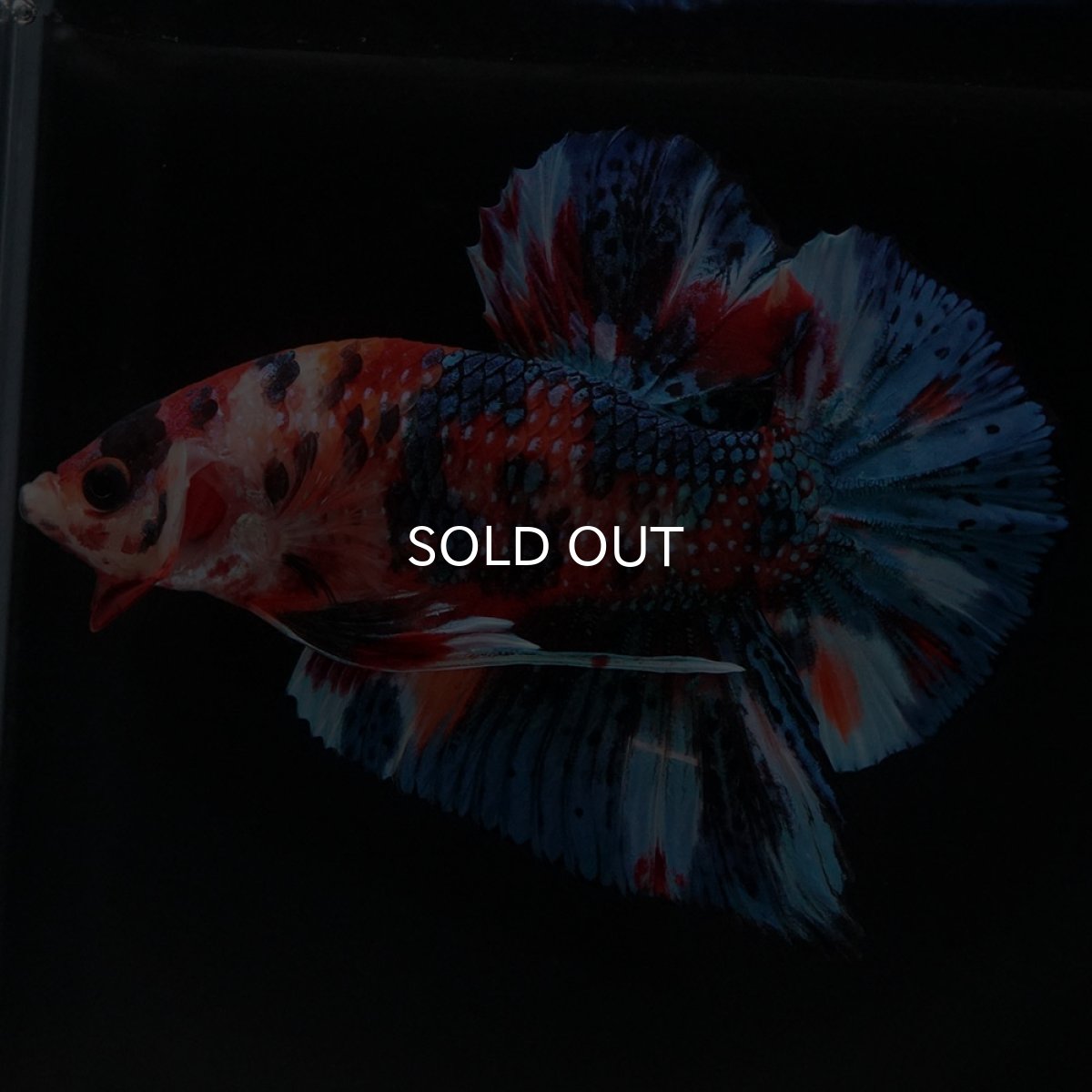 画像2: HMPK キャンディギャラクシー (2)