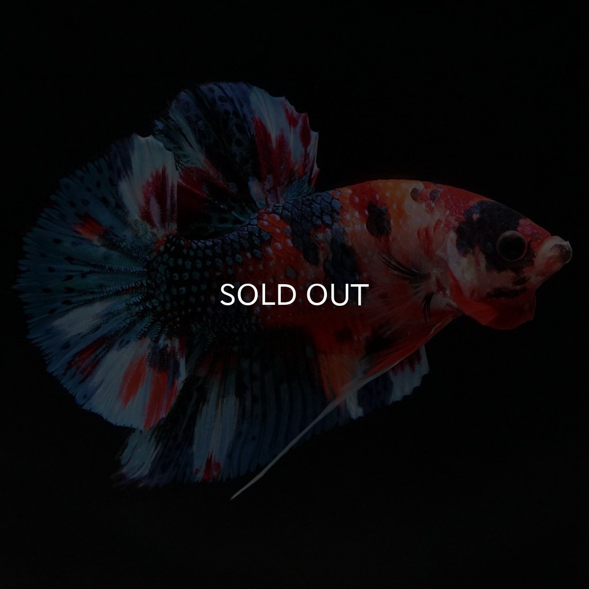 画像6: HMPK キャンディギャラクシー (6)