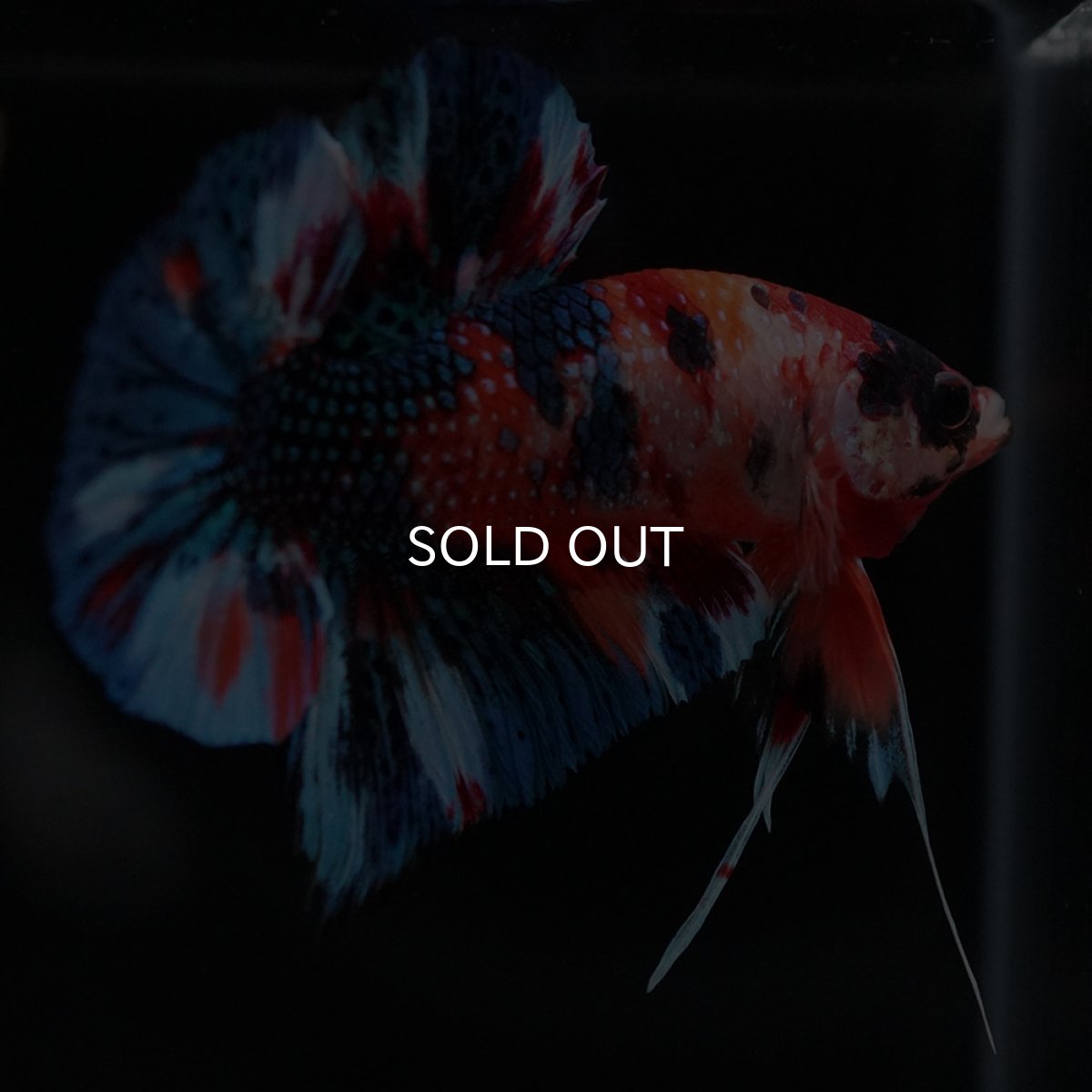 画像5: HMPK キャンディギャラクシー (5)