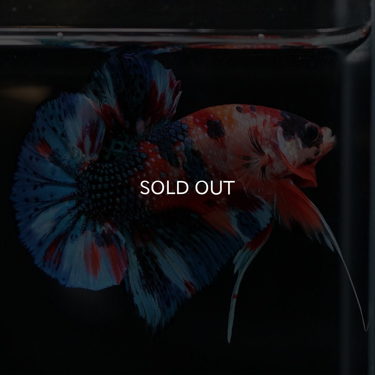 画像3: HMPK キャンディギャラクシー (3)